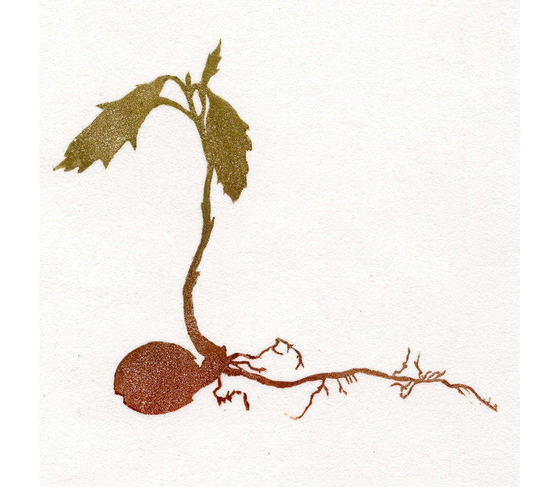 “Oak” - Kristen Etmund